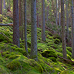 Landskaps-/naturtyper