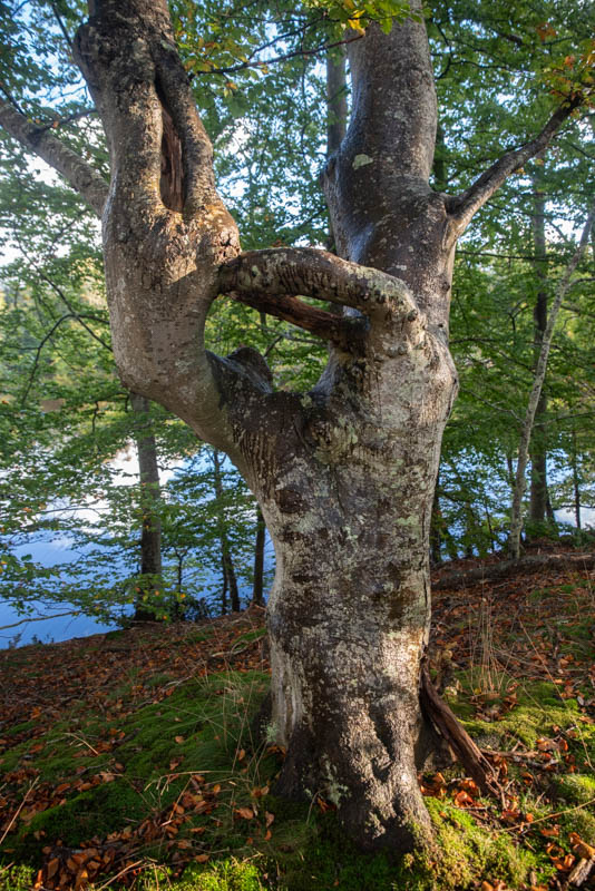 Bjärsgård