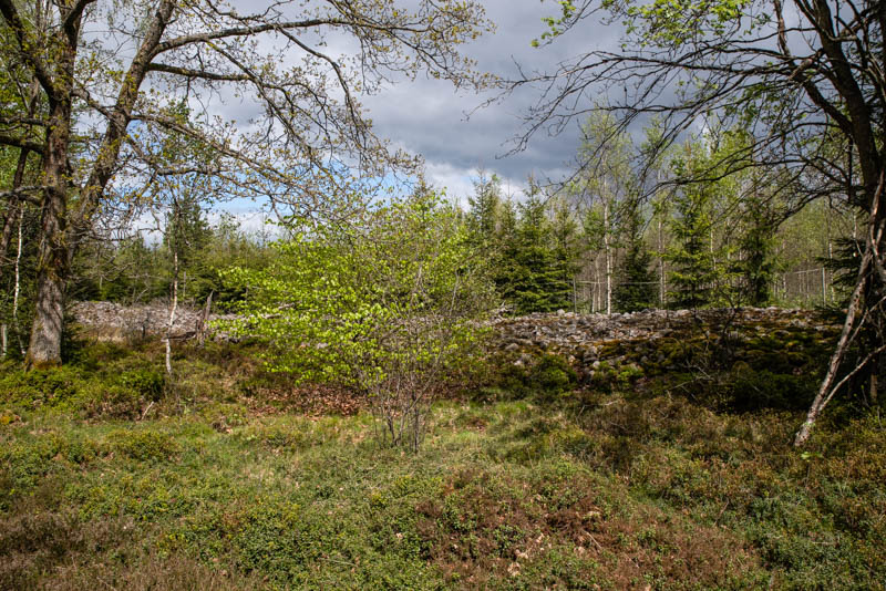 Djurholmamossen