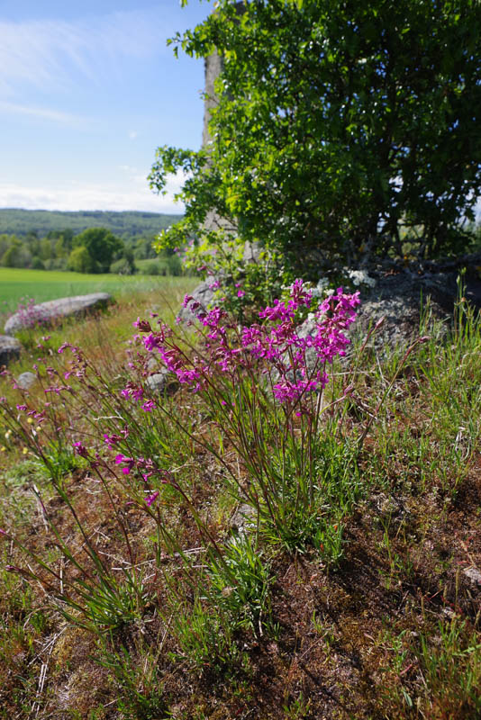 Gudahagen