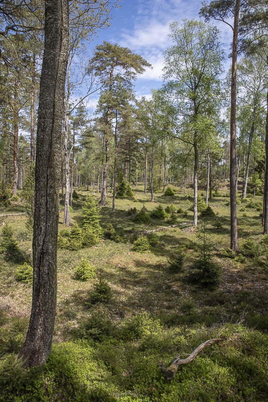 Grytåsa