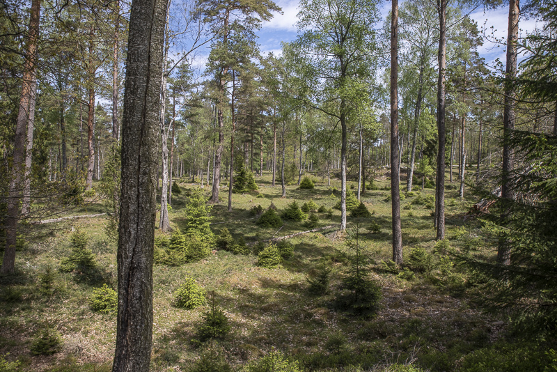Grytåsa