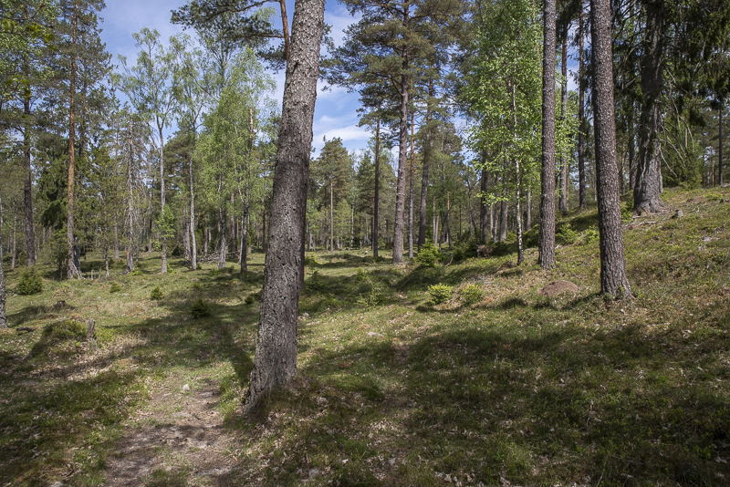 Grytåsa