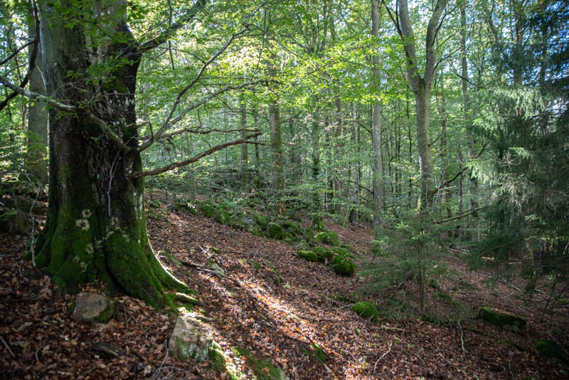 Kåshässle