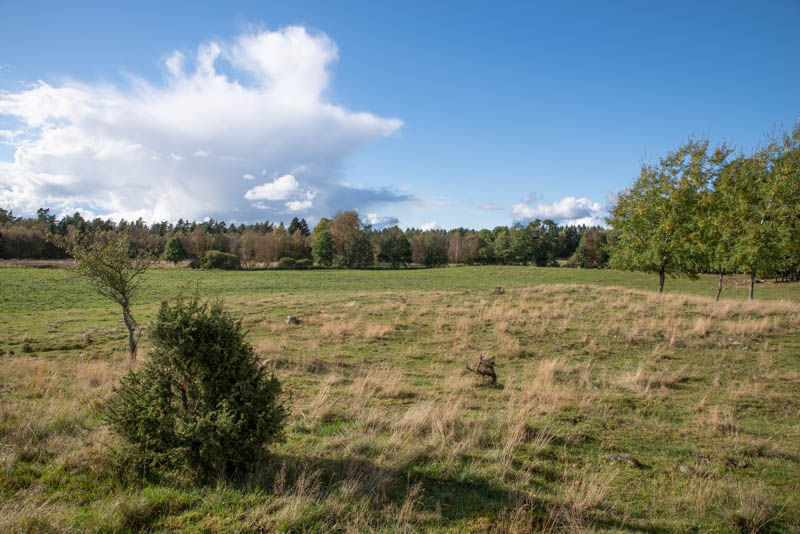 Kåshässle