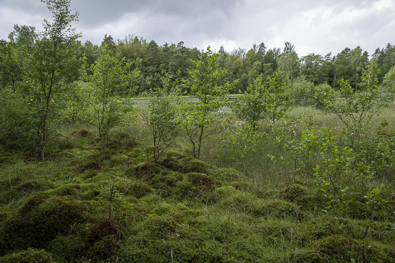 Mulleskogen