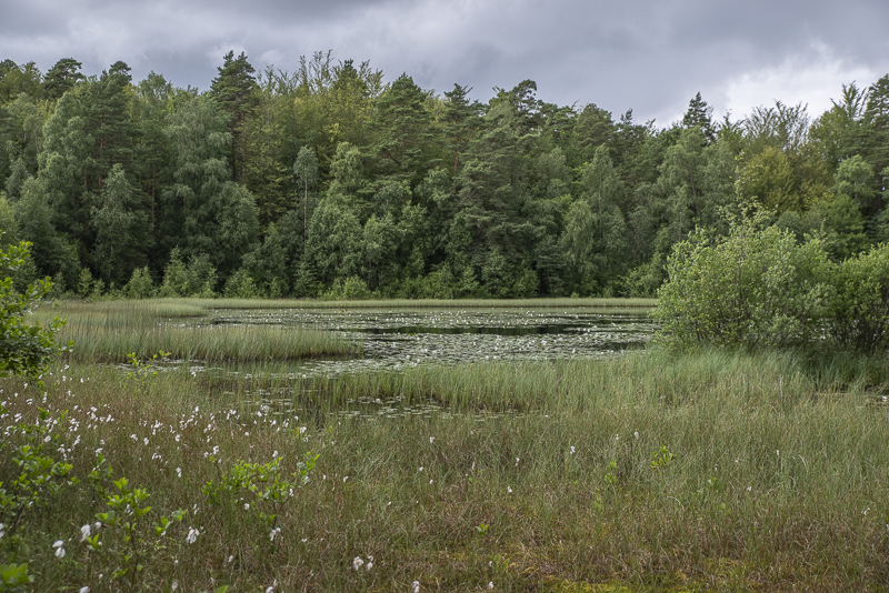 Mulleskogen