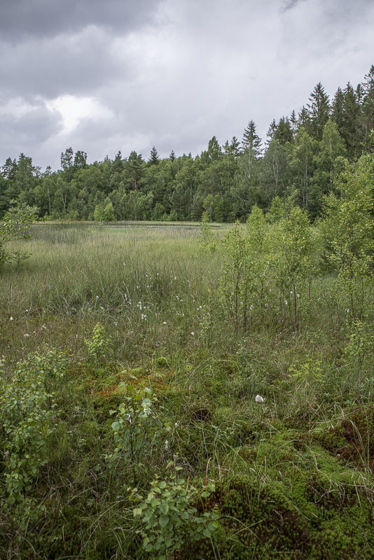 Mulleskogen
