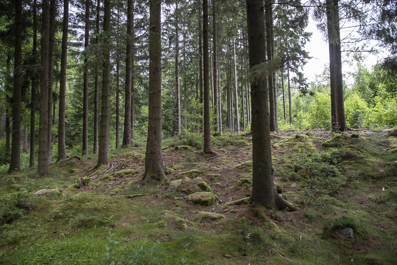 Mulleskogen