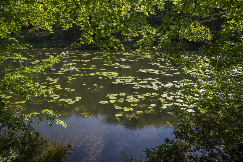 Mölledammen vid Boserup