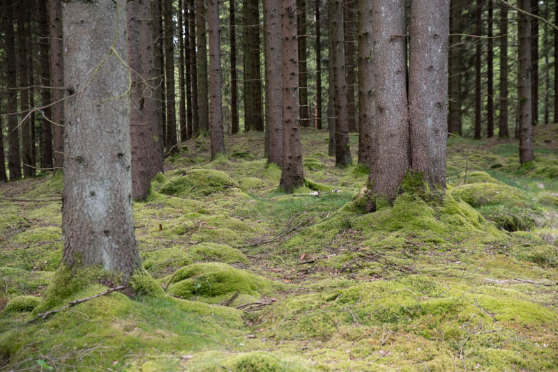 Djurholmamossen