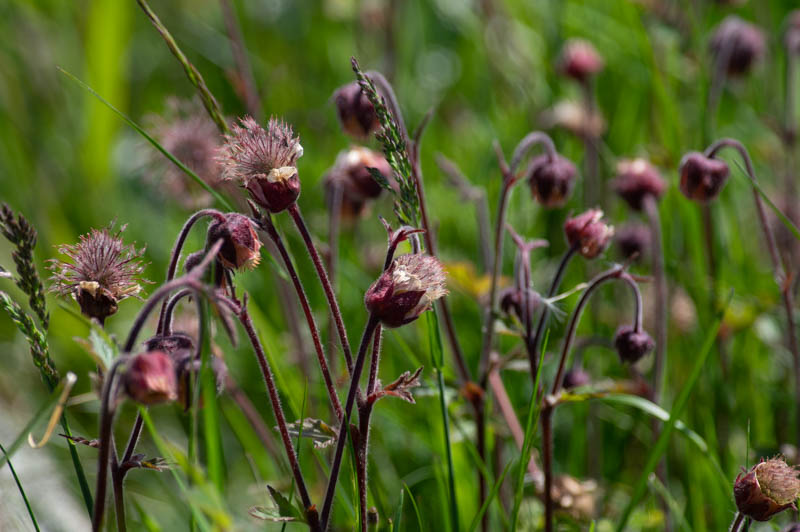 Humleblomster