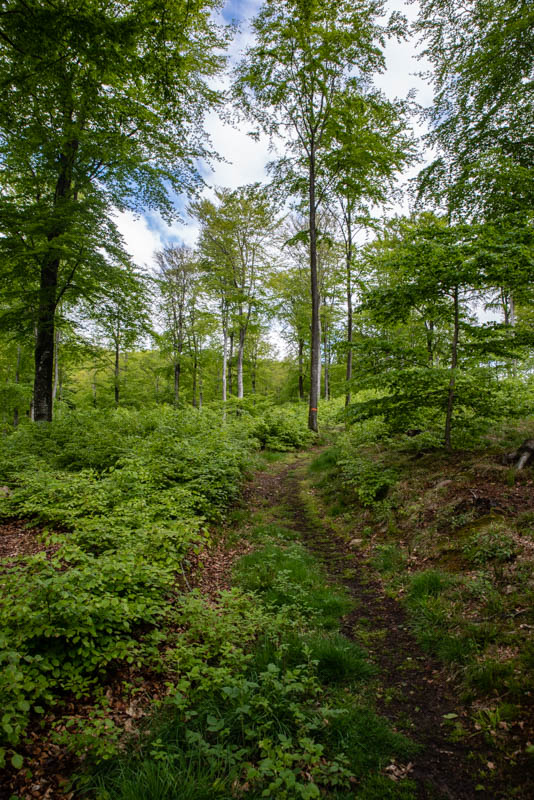Hålehall