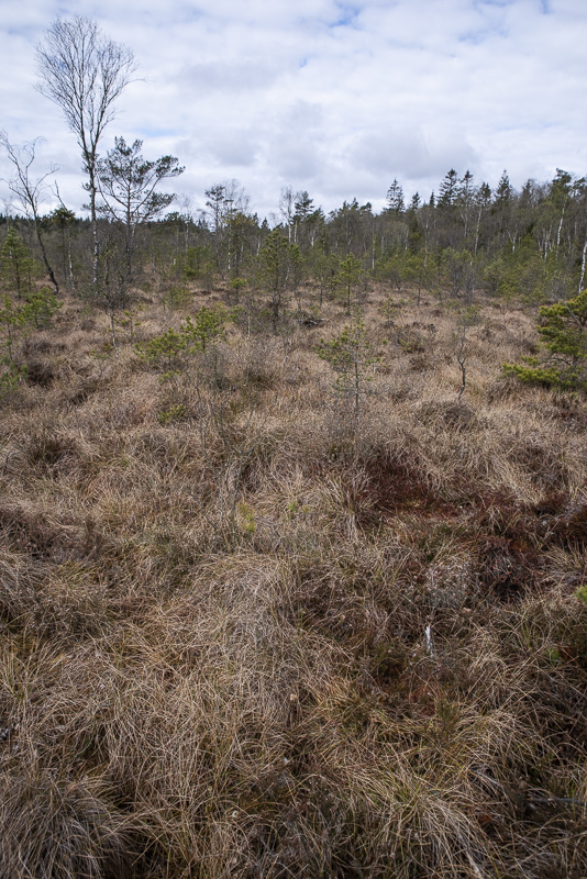 Svenstorpsmossen