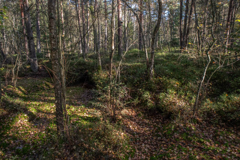 Räfshalen