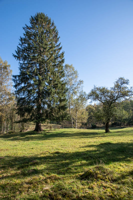 Räfshalen