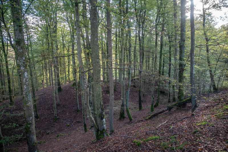 Linneröd