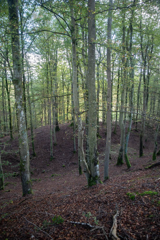 Linneröd