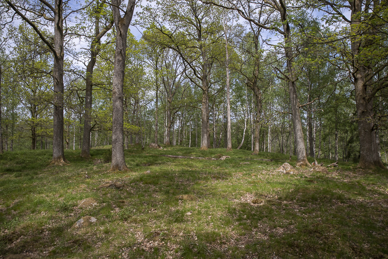 Pinnåreservatet