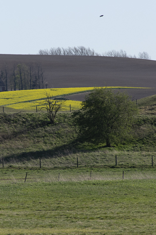Torreberga ängar