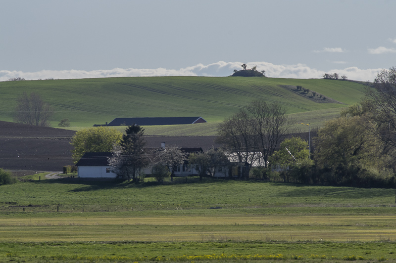 Torreberga ängar
