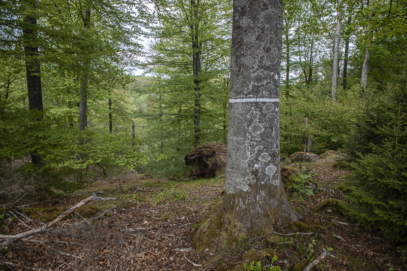 Trollsjön