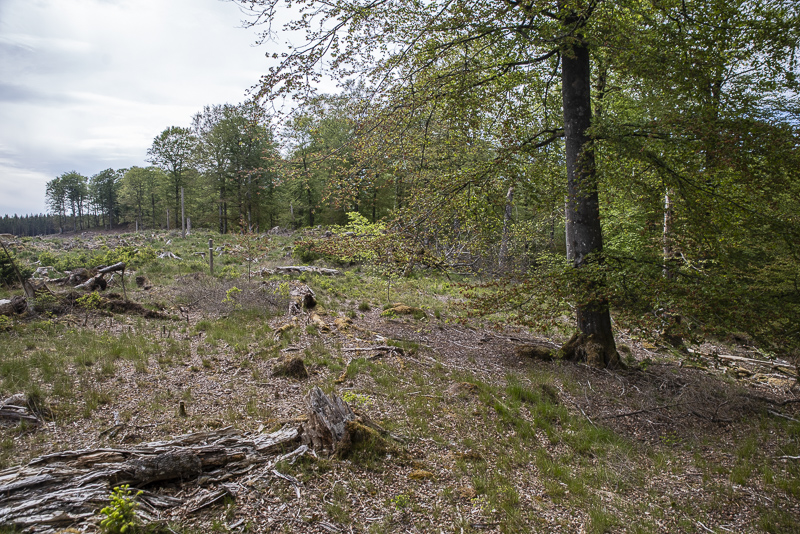 Trollsjön