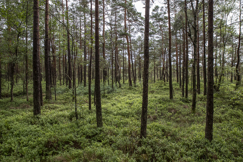 Fäjemyr