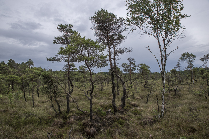 Fäjemyr