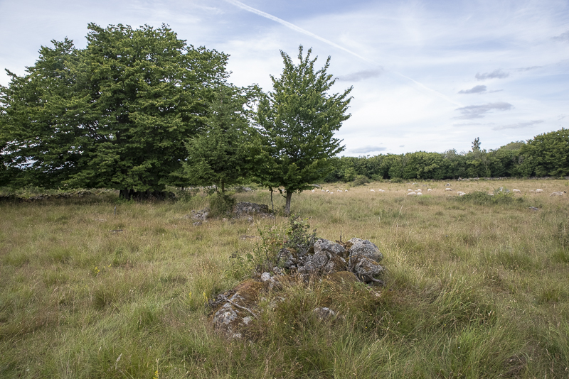 Brantahallar