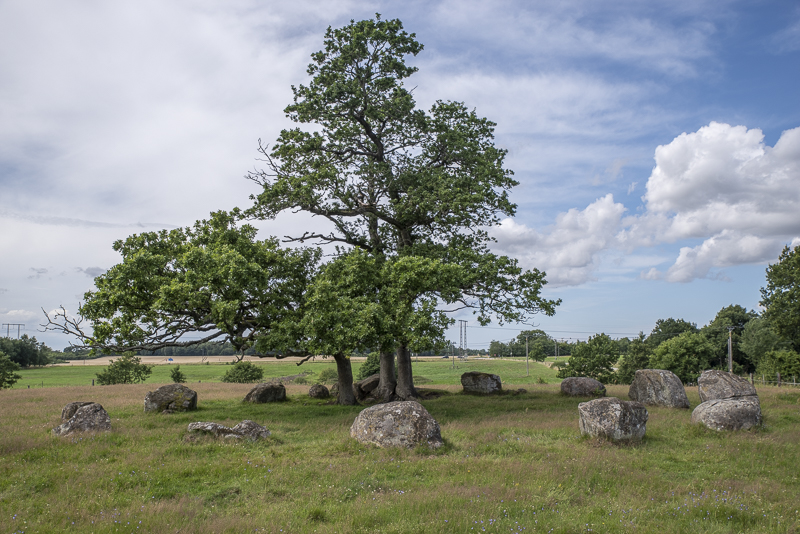 Ekebjär
