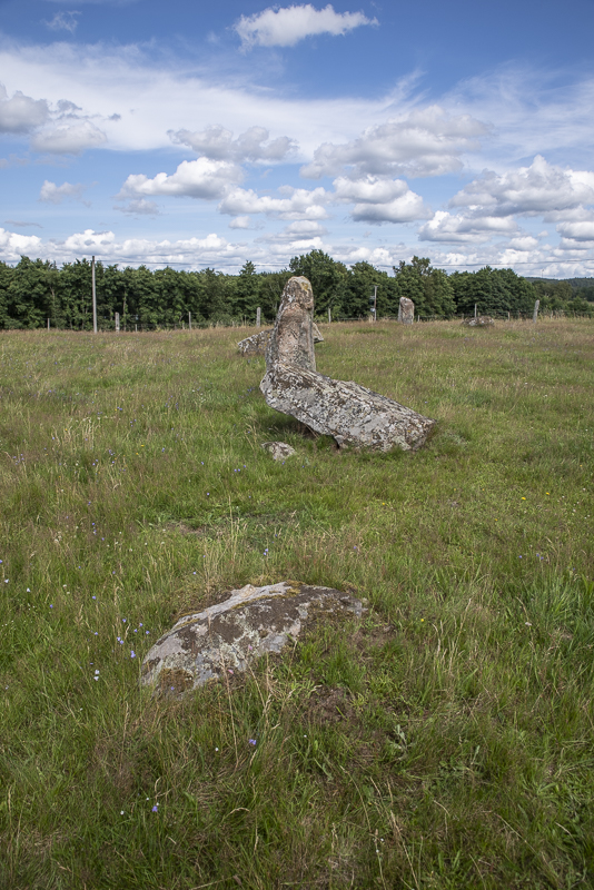 Ekebjär