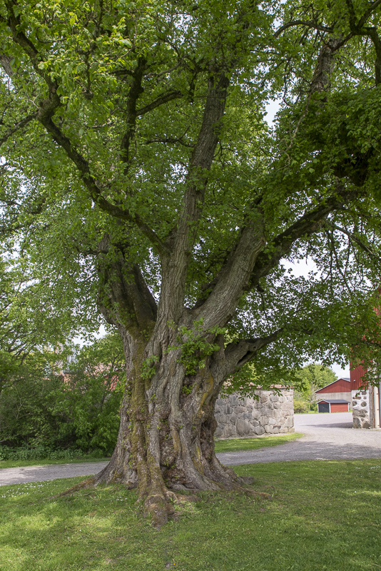 Glumlösa kyrka
