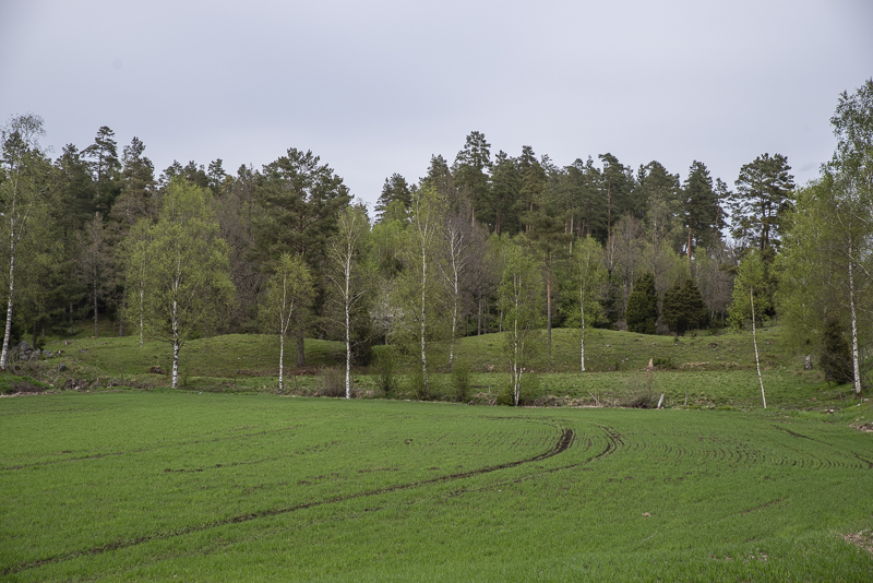 Gråshult