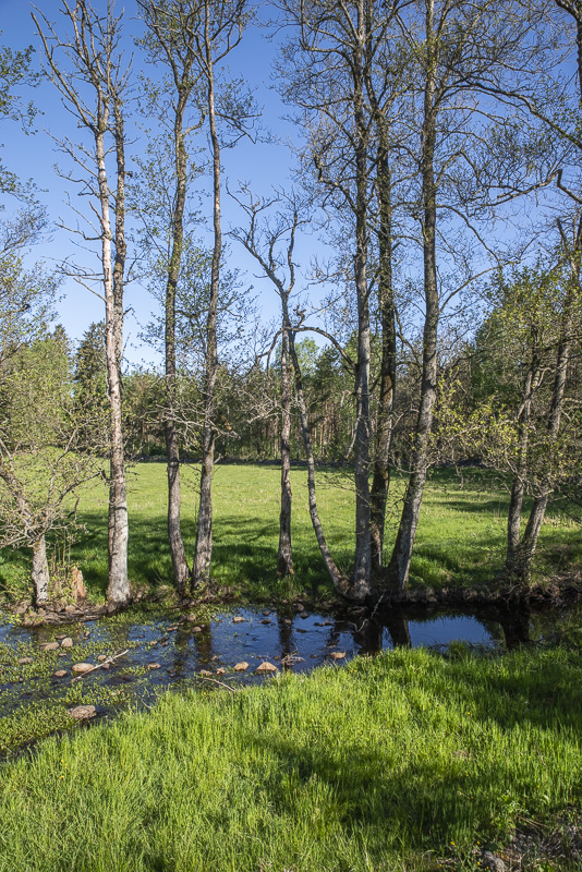Klingstorpsbäcken