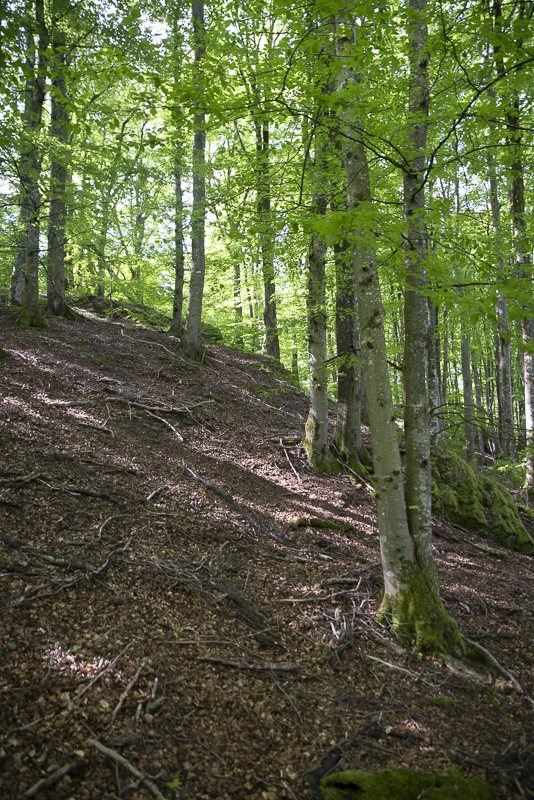 Lönnebjär