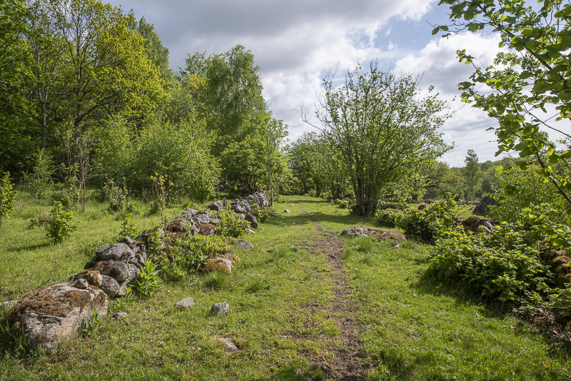 Lönnebjär