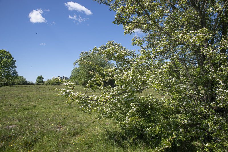 Mosslunda