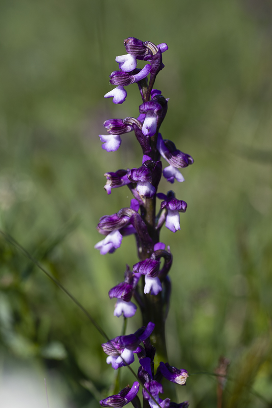 Mosslunda