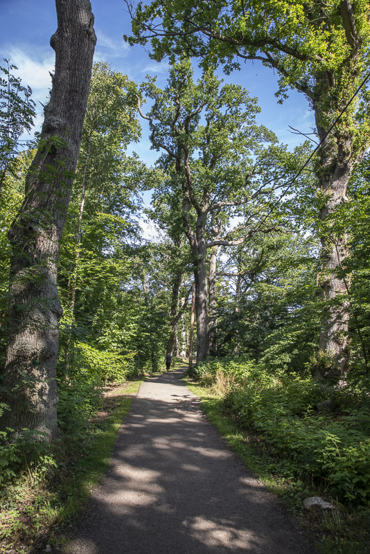 Pålsjö skog