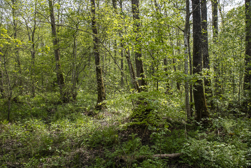 Tollaskogen