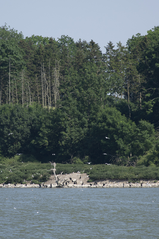 Torsjön