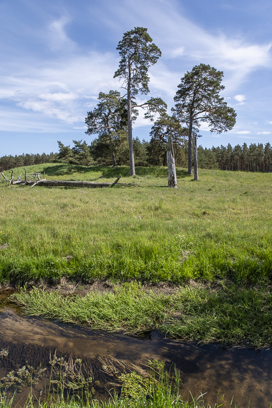 Vittskövle driva