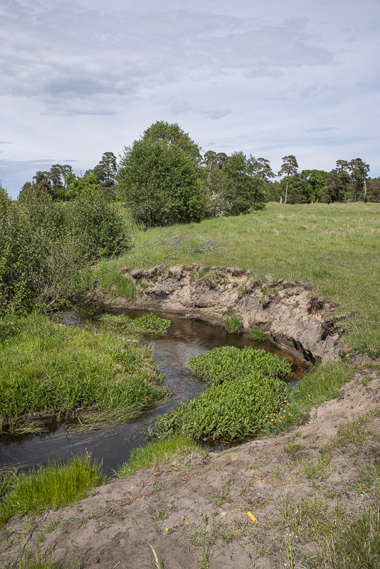 Vittskövle driva