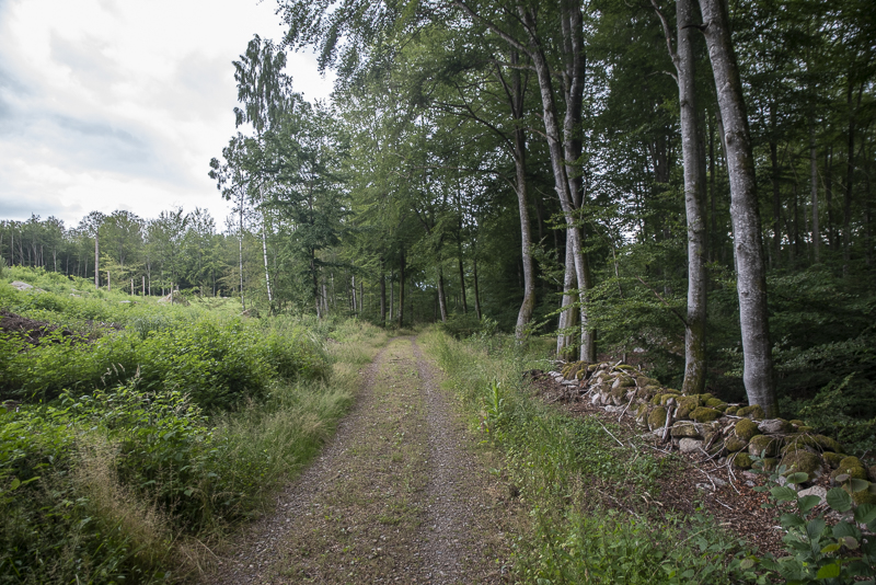 Bokenäset