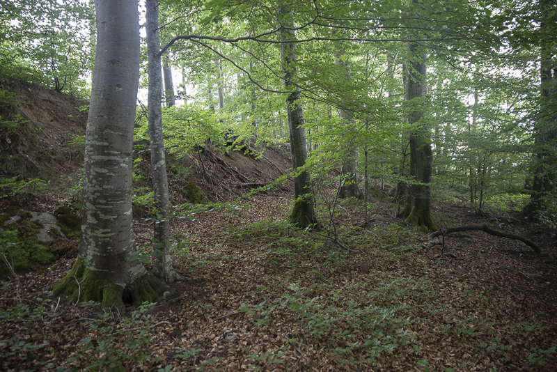 Bokenäset