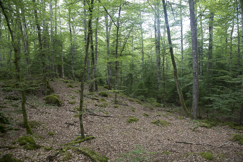 Gummarpasjön