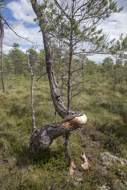 Stora Bökön