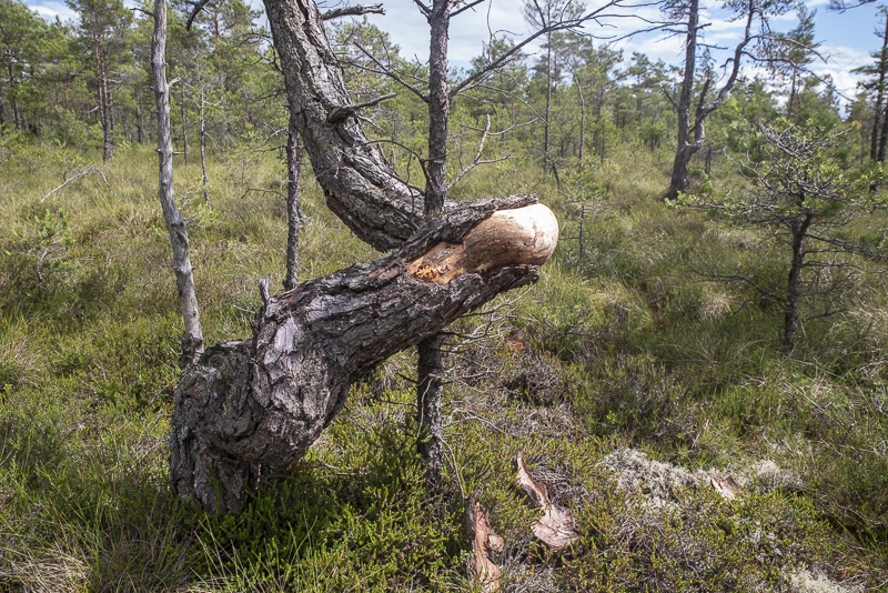 Stora Bökön