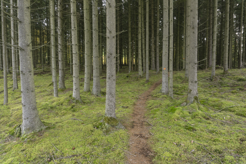Barrskog